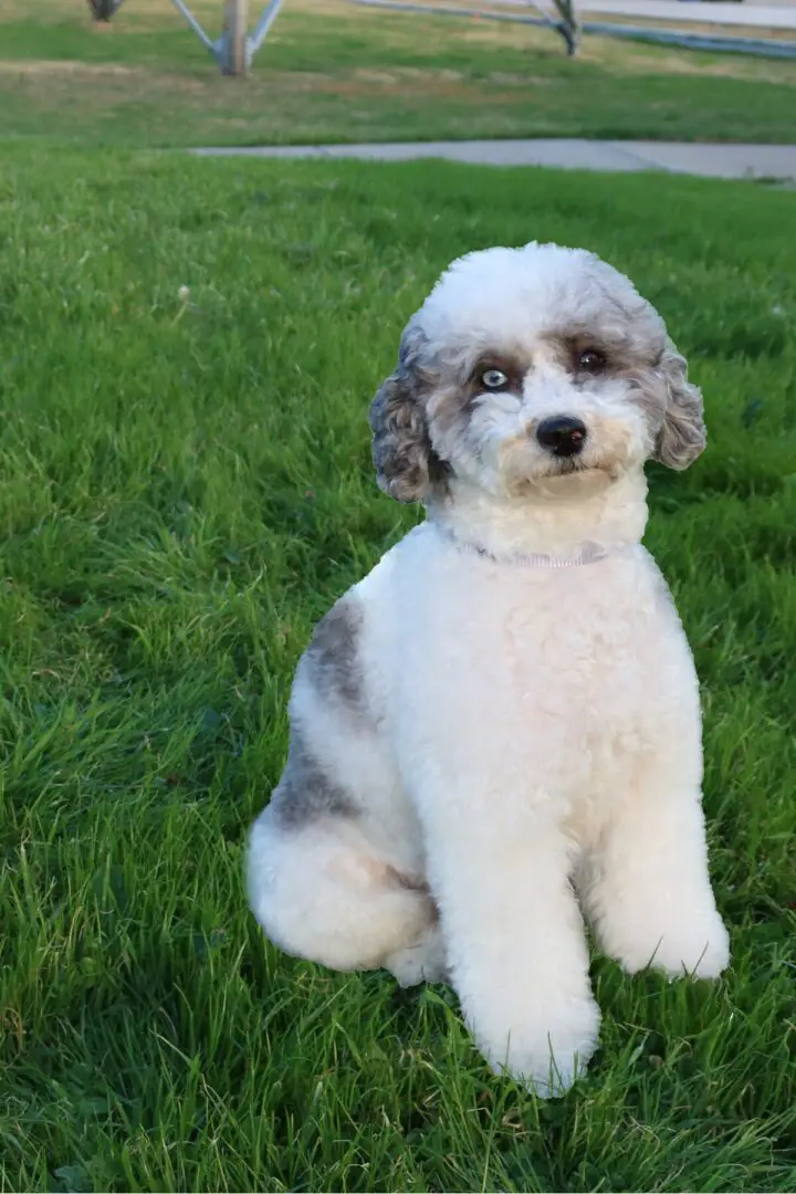 A fluffy white and gray dog sitting on green grass.